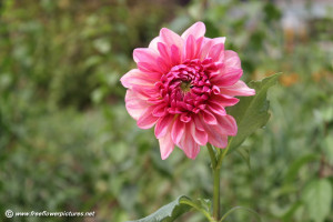 Free Download Pink Dahlia...