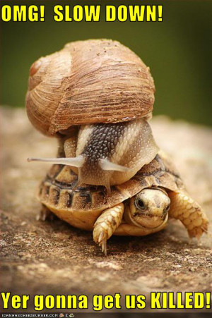 funny-pictures-snail-is-on-turtle-1.jpg