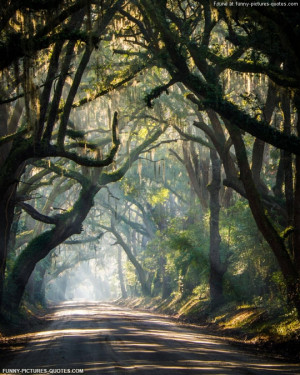 The Rural Roads Of South Carolina