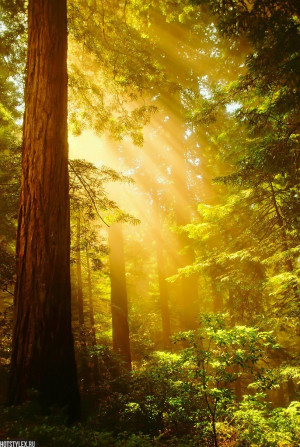 фото сказочный лес