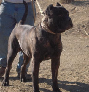 Ambullneo Mastiff Breed Specific Rescues