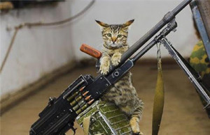 Funny Cat Pictures With Guns And Quotes Funny cat pict.