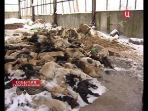Stop Animal Abuse in the Russian Federation - Activism - Online ...