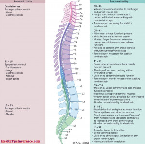 Functions Of Spinal Cord Overview