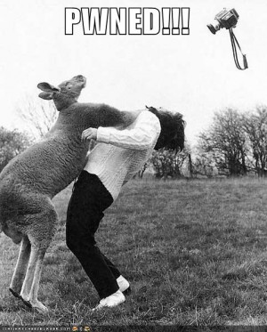 Funny Animal: Kangaroo-punch