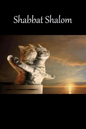Shabbat Shalom Kittens