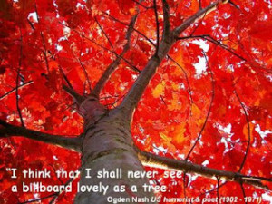 Image the bean trees quotes & the giving tree quotes