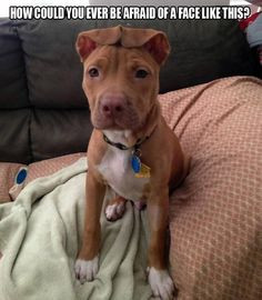 Cute puppy! #puppy #pitbull More