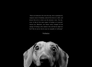 quote:Voltaire on Animal Rights