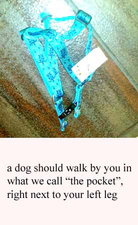 harnesses the trouble with harnesses if you are walking your dog with ...