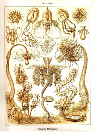 Ernst Haeckel Jellyfish Art