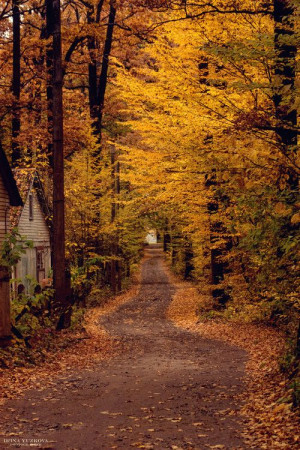 Fall: Fall Leaves, Walks, Country Roads, Fall Colors, Autumn, Peace ...