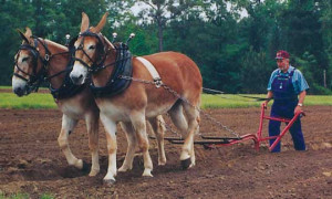 Mule Can’t Kick When It Is Plowing