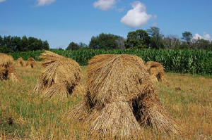 ... Amish Oats, Grains, Amish Life, Amish Culture, Amish Country, Scenic