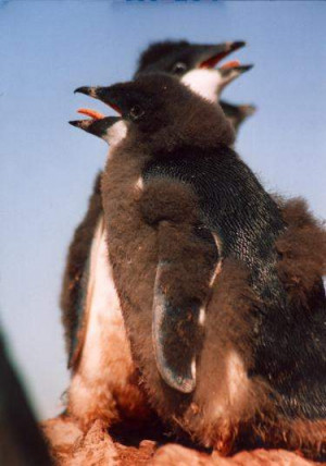 ... funny_animals/funny_animals/penguin/funny_penguins_picture_2.jpg[/img