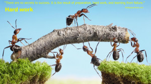 Ants working hard - good quotes on Hard work with wallpaper