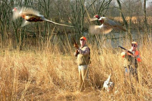 Image: Pheasant hunters