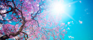 About: Facebook cover with picture of sunny day spring