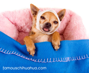 how much do you love your chihuahua …enough to get medical care?