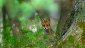 red fox, in the forest of Elfvik near Lidingö, Sweden (© Eddie ...