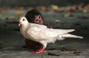 The-macaque-and-the-dove-002.jpg