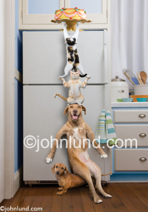 Funny animal stock pictures of cats and dogs teaming up to steal a ...