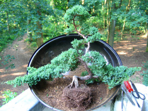 Bonsai boompje deel 2