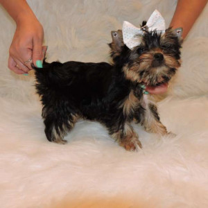 Toy Teacup Yorkie Puppy