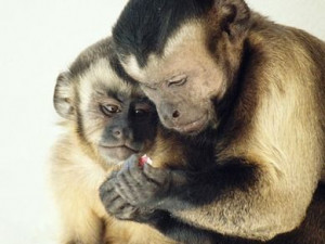 Frans de Waal: Moral behavior in animals