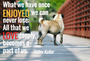 is tough, but hopefully pet mourners can find comfort in these quotes ...