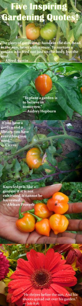 Found on atomatogrowsinqueens.com