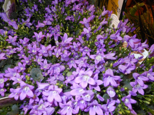 purple-flower-bunch.-purple-flowers.-spring-flowers-purple-1024x768 ...