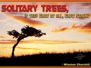 Solitary trees, if they grow at all, grow strong