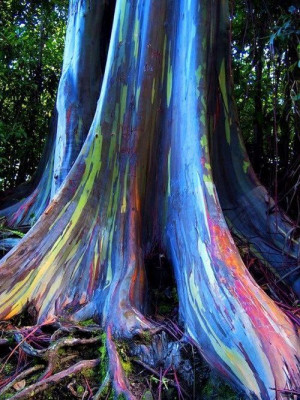 Rainbow Eucalyptus tree on Maui, Hawaii-real colors cause by the ...