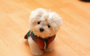 Cute Dogs › cute dogs 613