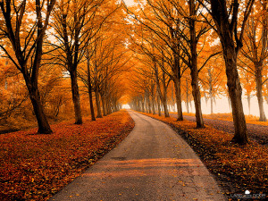 Autumn A Walk in Autumn