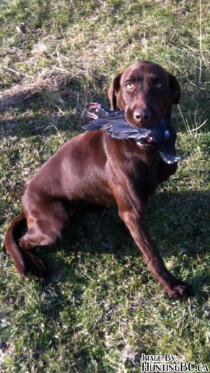 Thread: Good home wanted for 1 1/2 year old Chocolate Labrador