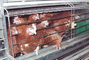 Let’s start with ‘caged':