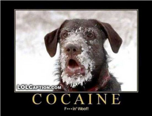 lolcaption-funny-demotivational-pics-dog-on-coke