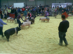Pig Show @ Sioux Falls.