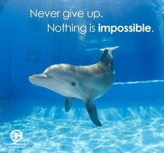 ... dolphins tales quotes marines biology future project marines aquariums