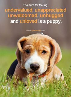 ... UNWELCOMED, UNHUGGED and UNLOVED is a puppy. #spartadog #dogs #quotes