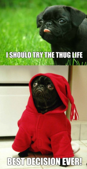 Funny-Pictures-Thug-life.jpg