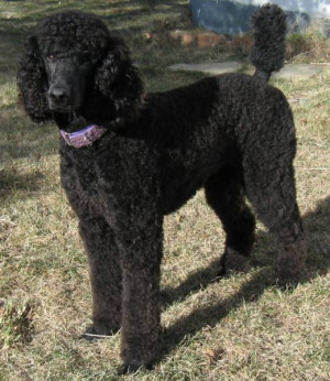 Standard Poodle Puppies For...