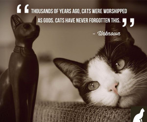 ... ago, cats were worshiped as gods. Cats have never forgotten this