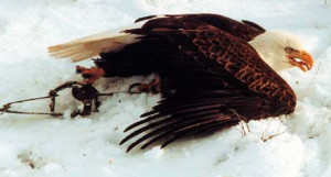 We trappers do cause pain and suffering to animals and apologize to no ...