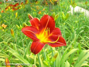 Red daylily, Click here to view full-size photo (800x600 pixels)