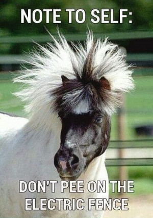 Funny Horse Joke Meme Caption Image - Note to self: don't pee on the ...