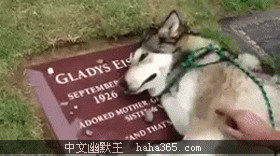 搞笑图片:感动呀，狗狗趴在主人的坟墓上哭