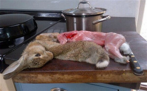 ... Rabbit ate my parsley. I am eating the rabbit.' Photo: @Wintersonworld